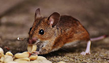 24 Hour & Emergency Exterminators in Schiller Park, IL